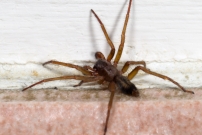 La Clubione des corces. Un mle (Araneae - Clubionidae - Clubiona corticalis)